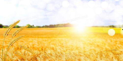 麦田的家庭背景,出身寒微，砥砺前行，谱写人生传奇