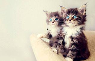 娱乐吃瓜小猫咪视频下载