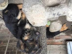 红狼狗图片,野性之美，自然之灵
