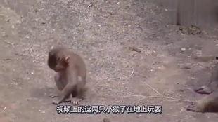 猴视频搞笑视频